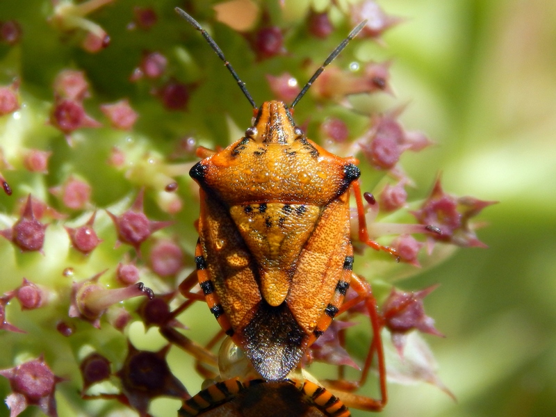 Pentatomidae:  Carpocoris mediterraneus mediterraneus